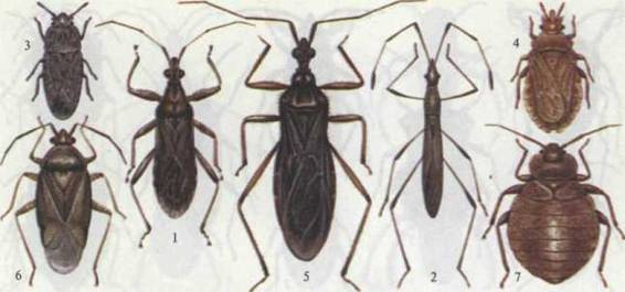 Метафизика насекомых Bug_slepniak